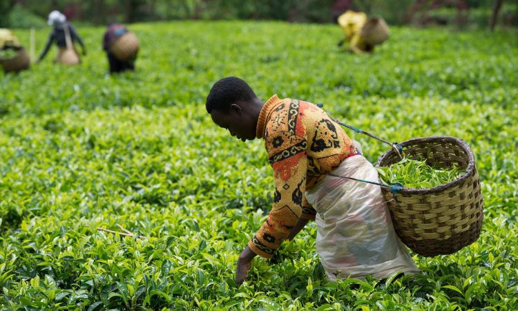 Rwanda’s Agri-Exports generate USD 13.7 million in mid-December push. Courtesy